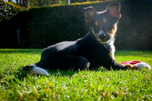 dog playing with toy