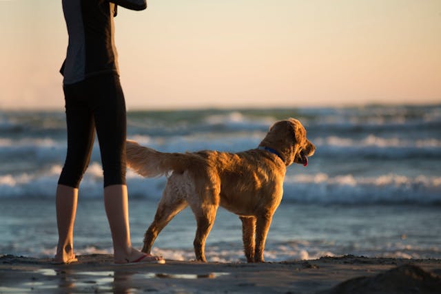 dog beach walks